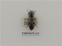 藏品(叩頭蟲(1))的圖片